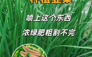 大面积韭菜如何高效种植？