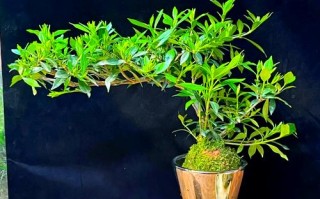 小叶栀子花有多少个品种