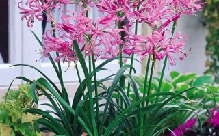 球根花卉品种有哪些？