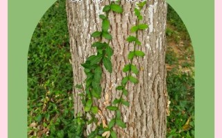 长青藤有哪些品种？图片怎么识别？