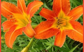 大花萱草种子怎么种？关键步骤有哪些？