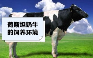 奶牛什么品种最好又贵？