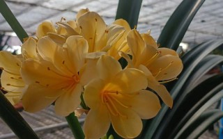 大花君子兰有哪些常见品种？