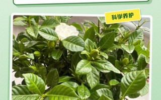 栀子花如何安全过冬？