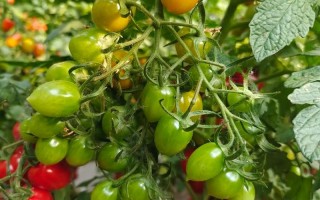 小圣女果哪个品种产量最高？