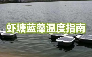 虾塘蓝藻爆发怎么办？