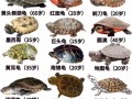 同品种乌龟为何生长差异大？