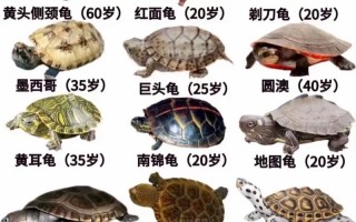 同品种乌龟为何生长差异大？