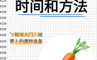 胡萝卜种植步骤有哪些？