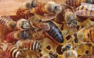 中蜂什么品种的蜜蜂好