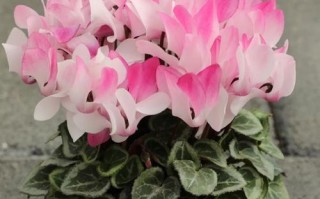 仙客来哪个品种好养？新手必看推荐！