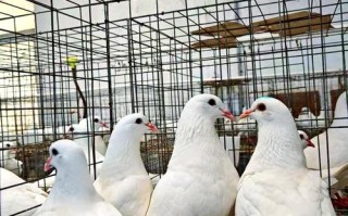 2025年哪些肉鸽品种最好？