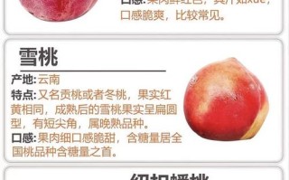 中桃5号有何突出特点？