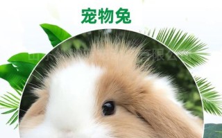 长毛兔哪个品种产毛量最高？