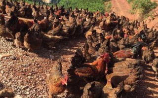 四川哪里能买到正宗老品种土鸡？