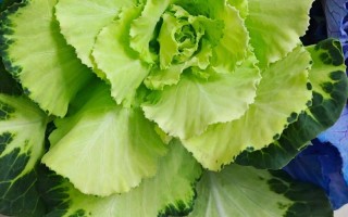 越冬羽衣甘蓝有哪些主要品种？