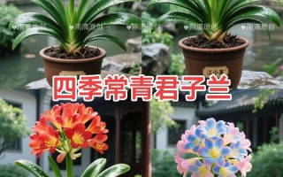 君子兰什么品种最好？