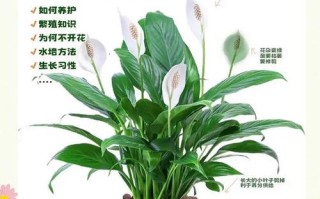 秋天养白掌，方法有哪些要点？