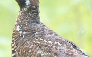 甘肃散养鸡品种有哪些？