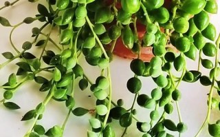 冬天情人泪怎么养才好？