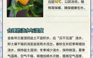 金鱼吊兰怎么养出口红效果？