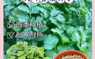 冬天香菜怎么种？步骤方法有哪些？