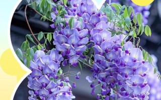 紫藤哪个品种开花量多且花色紫？