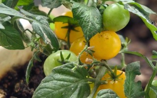 阳台种圣女果，什么品种好？