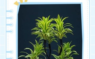 百合竹修剪视频，何时剪怎么剪？