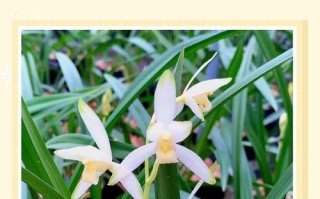 建兰哪些品种好养又好养？