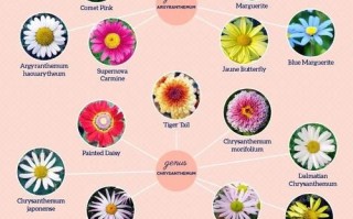 菊花品种颜色花型有哪些？