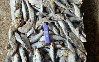 养殖鳊鱼吃什么饲料