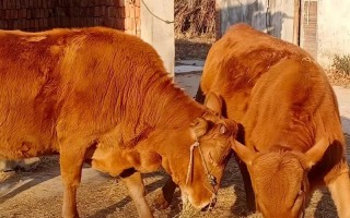 江西本地黄牛品种怎么养才好？