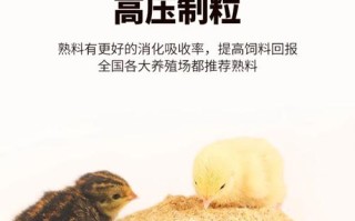 小鸡喂什么饲料长得快