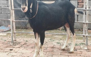 哪些羊品种长得最快？