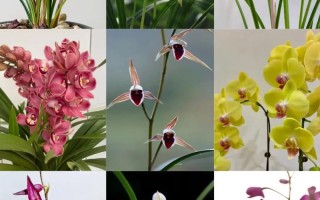 哪些兰花品种最珍贵？