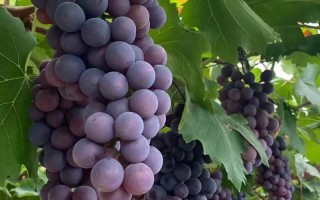 10月成熟葡萄品种有哪些？