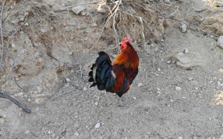 养柴鸡如何低成本？