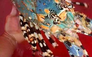 中国沿海龙虾品种有哪些？