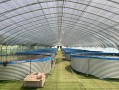 大棚水池水产养殖品种