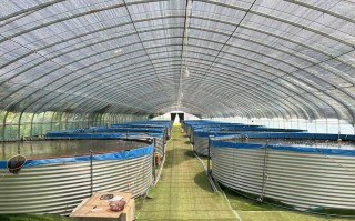 大棚水池水产养殖品种