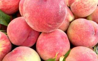 哪种桃子品种是纯甜的？