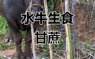 甘蔗叶喂牛怎么喂才正确？