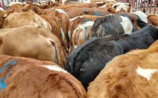 适合贵州养牛的主要品种