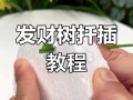 发财树扦插怎么快速生根？