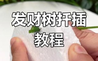 发财树扦插怎么快速生根？