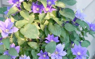 哪些铁线莲品种最易养护？
