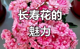 羽叶长寿花有哪些常见品种？