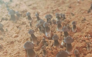 各种蘑菇种植方法视频，怎么学？