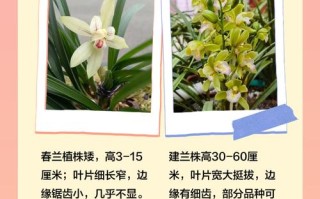 建兰春兰哪个更值得养？